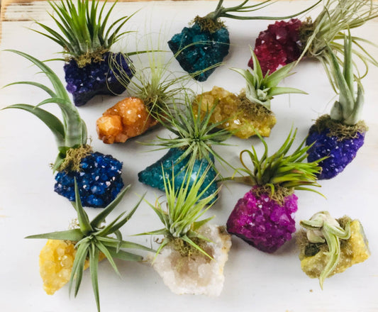Crystal Air Plants -Magical Druzy Crystal Clusters 1PC - DukeCityHerbs
