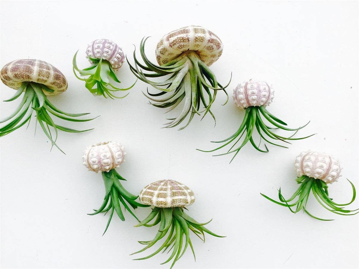 Hanging Jellyfish Air Plants: Option 1