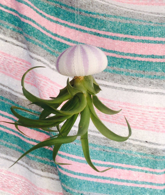 Jellyfish Air Plant | Purple Urchin | Gift Item - DukeCityHerbs