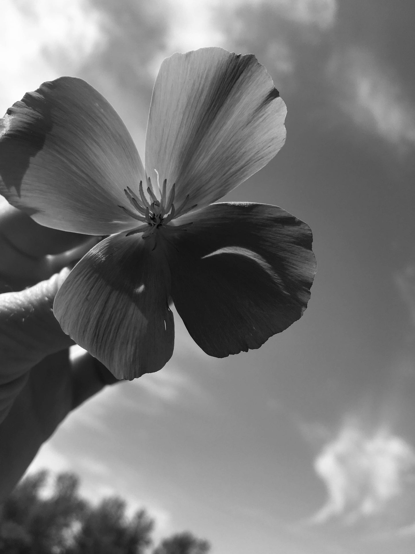 California Poppy Tincture - Vegan