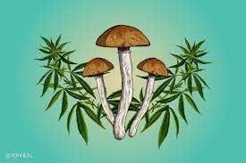 MAGIC MUSHROOM SPORES - DukeCityHerbs