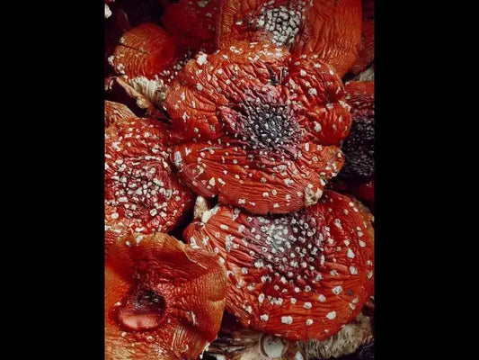 Dried Amanita Muscaria Mushrooms: 1 g