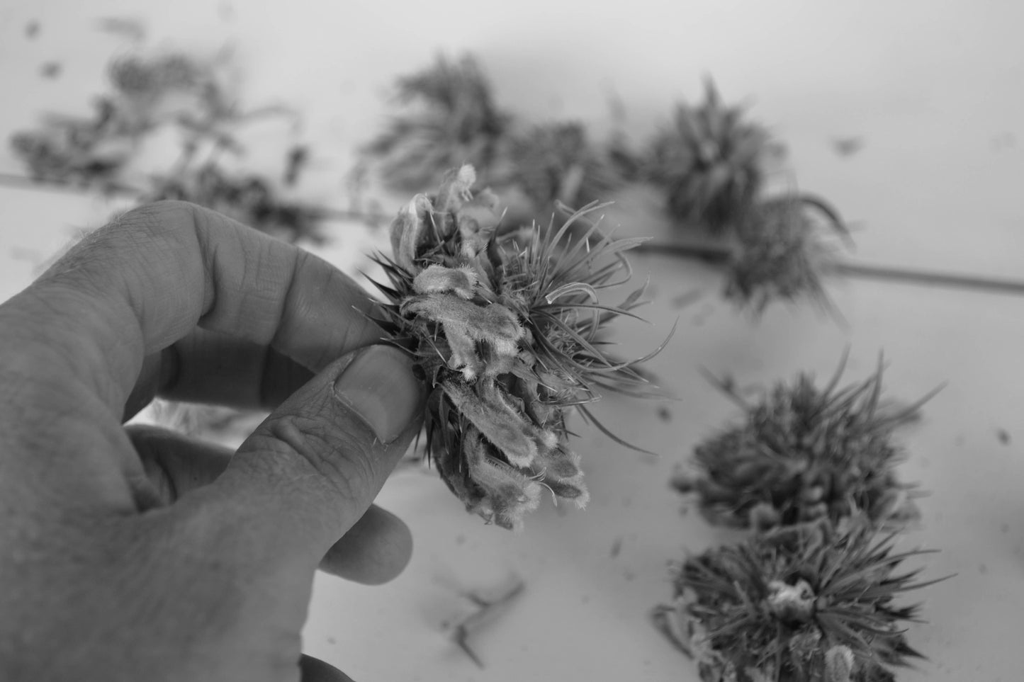 Dagga Tincture - Vegan