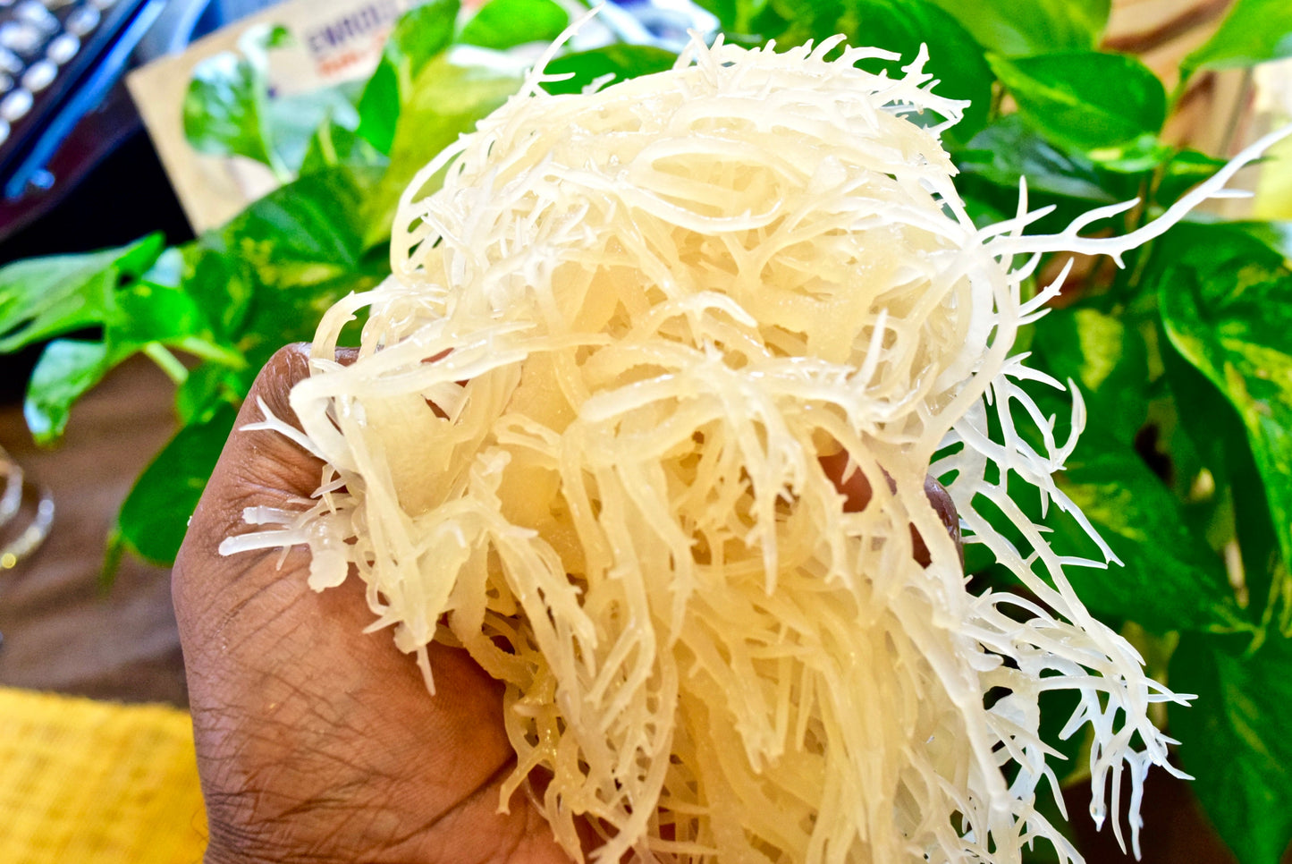 Buy 2 & Get 1 Free Sale!! St. Lucian Sea Moss Special!!! Fast Free Delivery (U.S. Shipped)!! - DukeCityHerbs