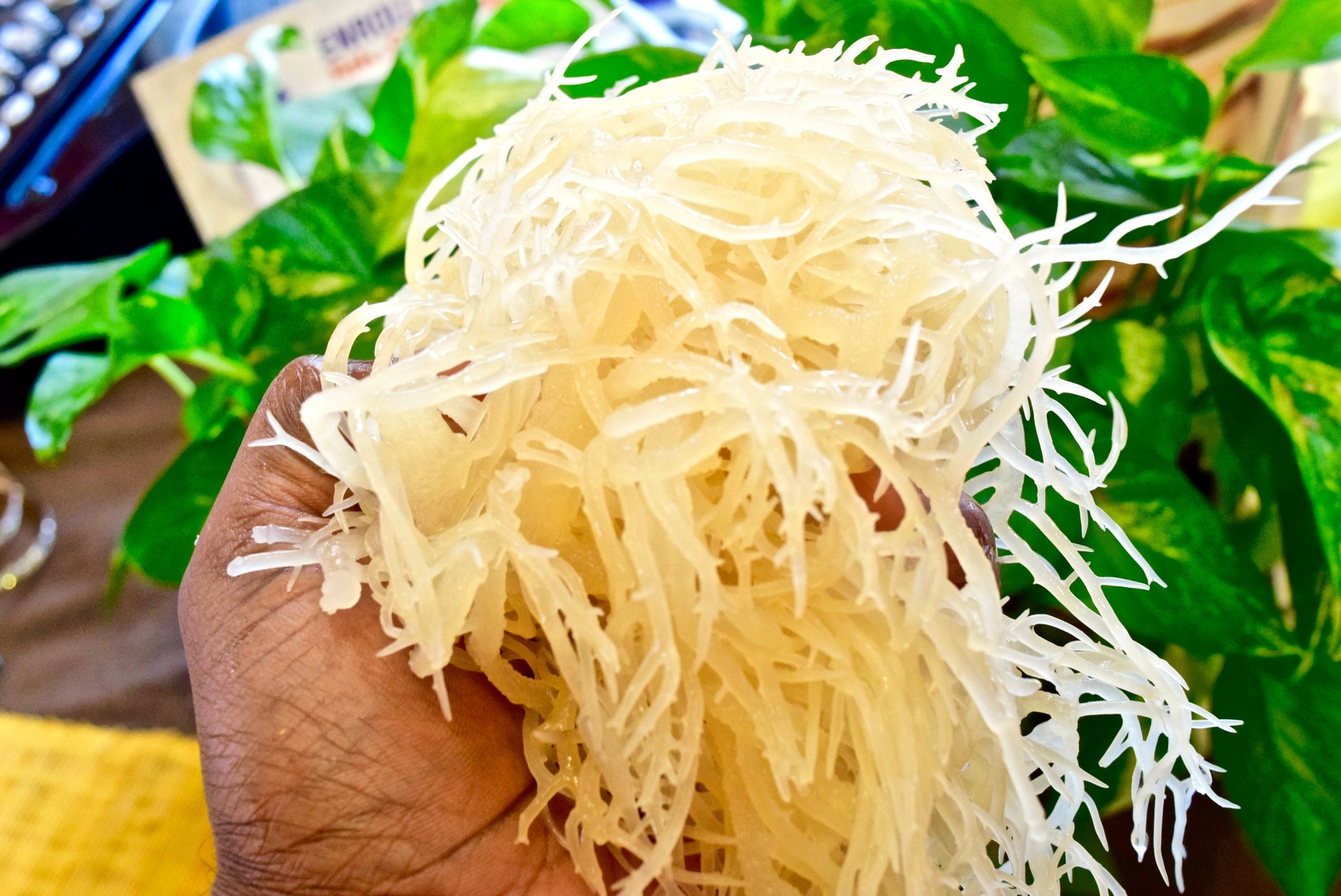 Buy 2 & Get 1 Free Sale!! St. Lucian Sea Moss Special!!! Fast Free Delivery (U.S. Shipped)!! - DukeCityHerbs