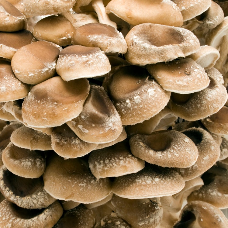 Mushroom Liquid Cultures INTERNAL HEALTH- BRAIN SUPPORT - DukeCityHerbs