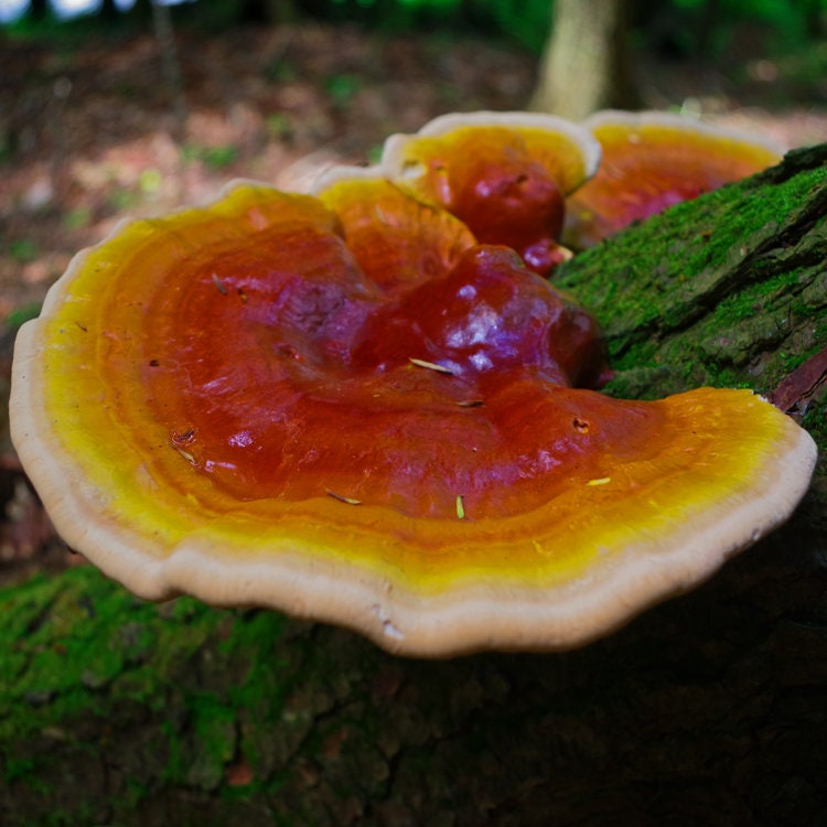Mushroom Liquid Cultures INTERNAL HEALTH- BRAIN SUPPORT - DukeCityHerbs