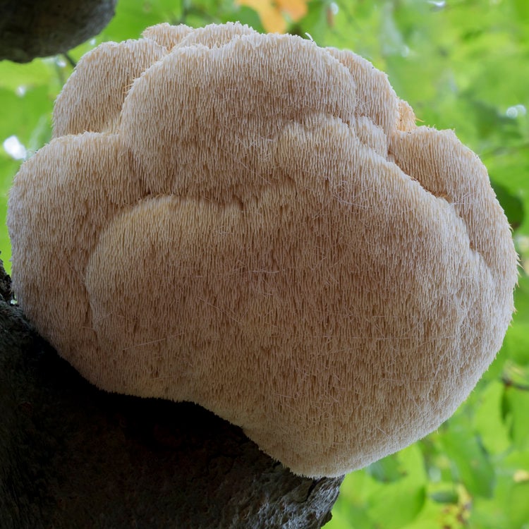 Mushroom Liquid Cultures INTERNAL HEALTH- BRAIN SUPPORT - DukeCityHerbs