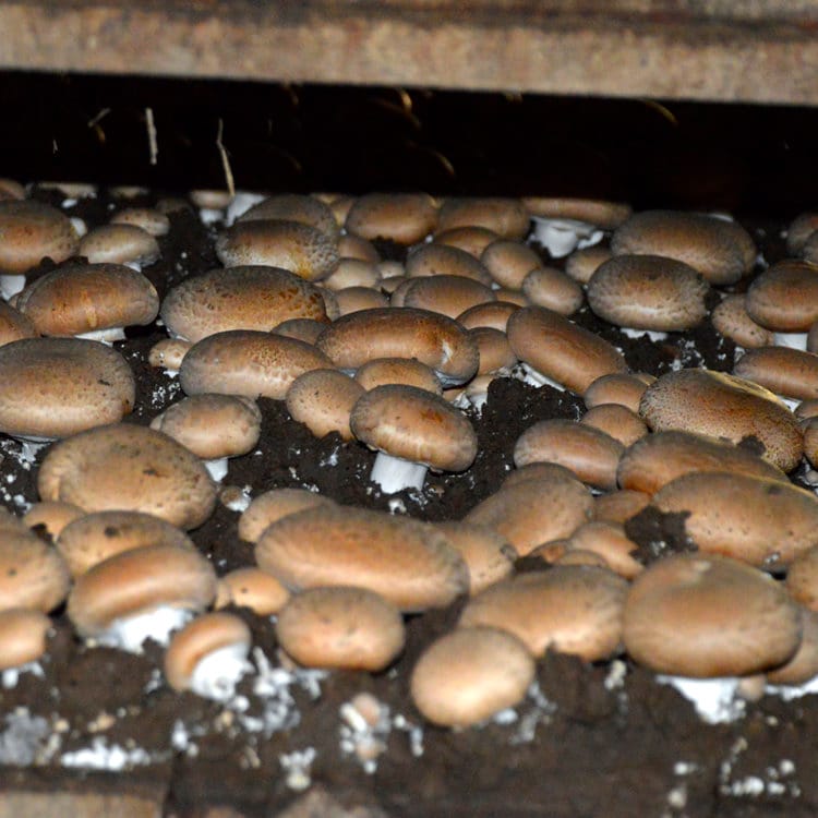 Mushroom Liquid Cultures INTERNAL HEALTH- BRAIN SUPPORT - DukeCityHerbs