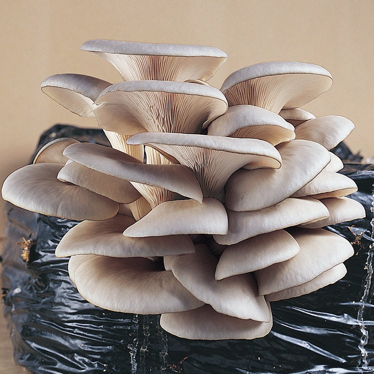 Mushroom Liquid Cultures INTERNAL HEALTH- BRAIN SUPPORT - DukeCityHerbs