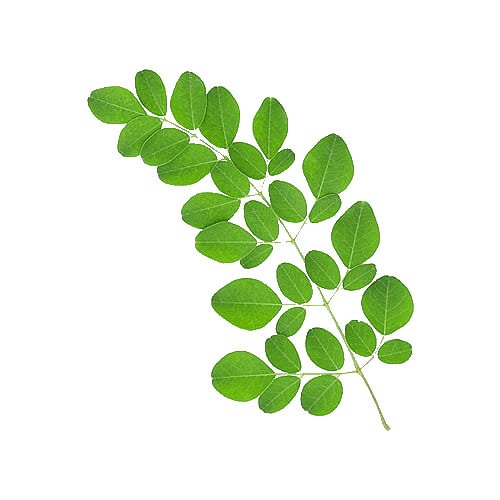 Moringa + Matcha + Spirulina Capsules - Three Greens Superfood - Peak Herbs - DukeCityHerbs