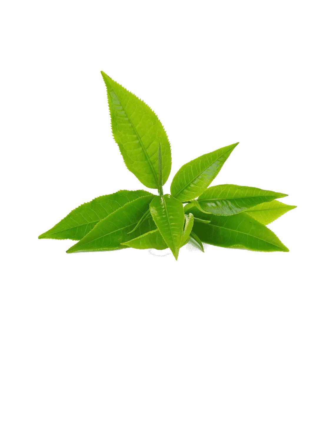 Moringa + Matcha + Spirulina Capsules - Three Greens Superfood - Peak Herbs - DukeCityHerbs