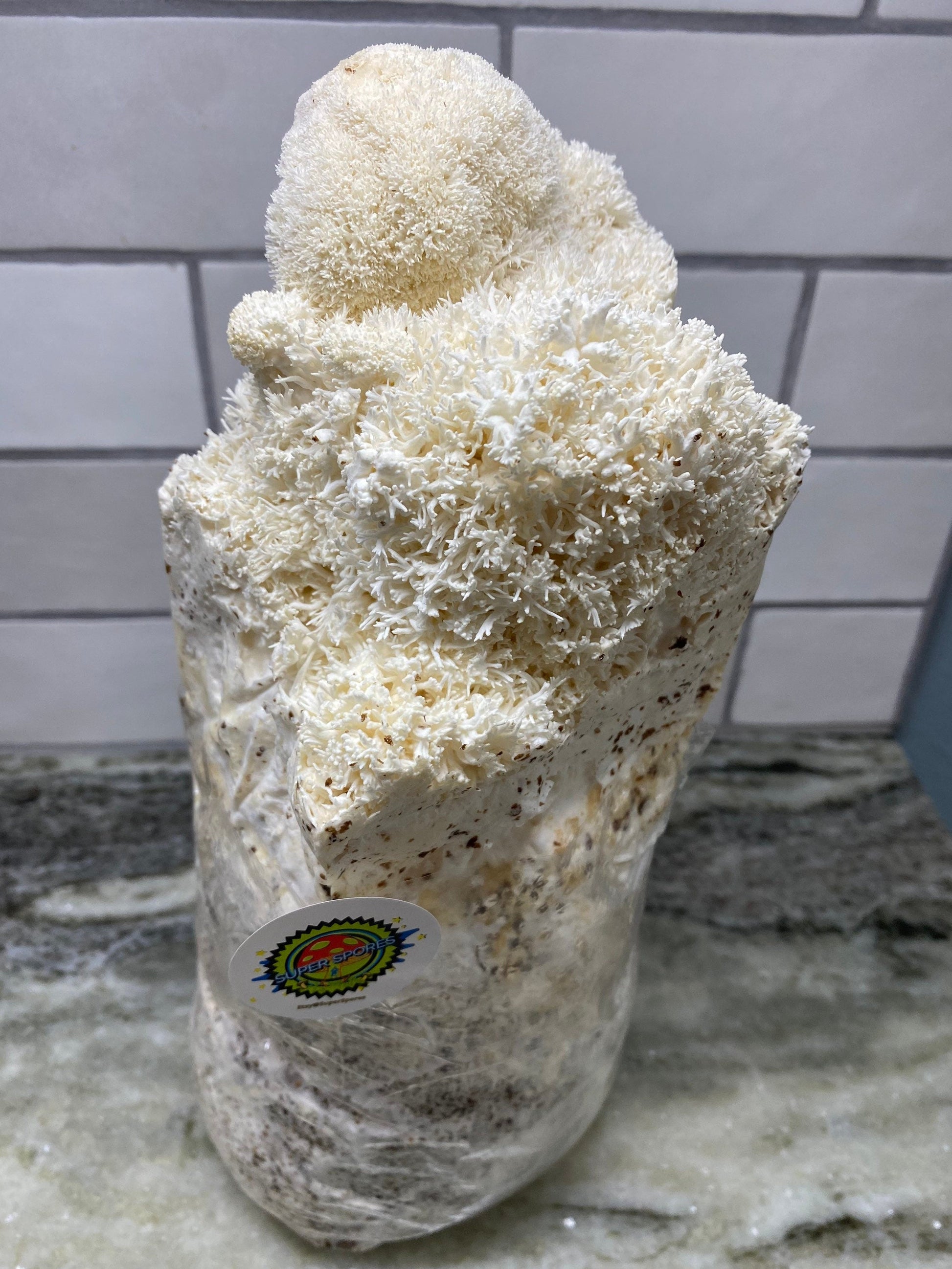 MUSHROOM GRAIN 2x2 lbs. (2) Sterilized Grain Spawn With Supplemented Oak Substrate (TWO 2 Pound Organic White Millet Seed With Supplemented Oak Substrate) - DukeCityHerbs