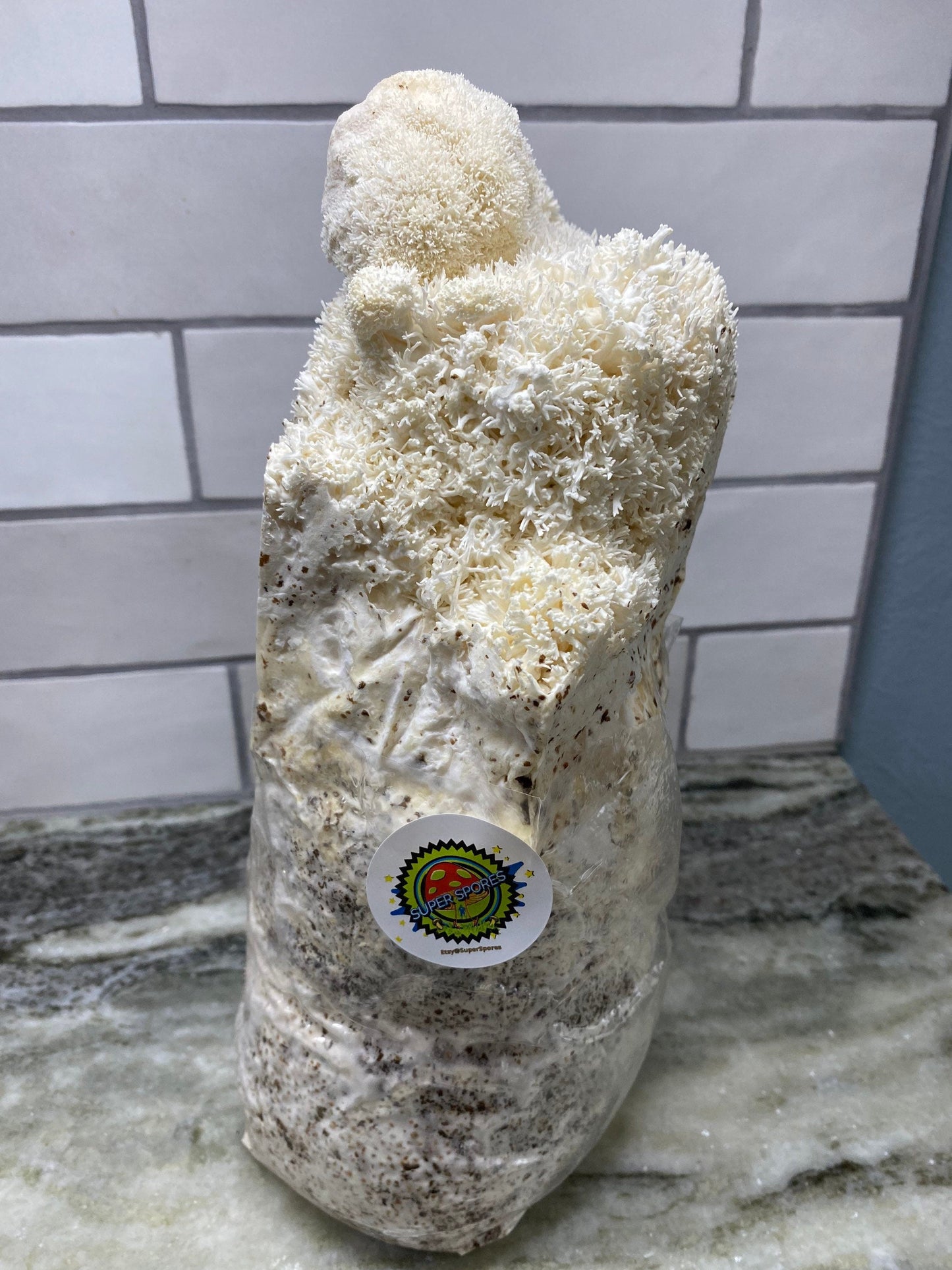 MUSHROOM GRAIN 2x2 lbs. (2) Sterilized Grain Spawn With Supplemented Oak Substrate (TWO 2 Pound Organic White Millet Seed With Supplemented Oak Substrate) - DukeCityHerbs