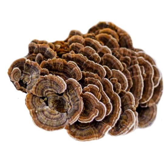 Turkey Tail 500mg Capsules - Dual Fruiting Body Extract - 50% Polysaccharides - Trametes versicolor - Peak Herbs - DukeCityHerbs