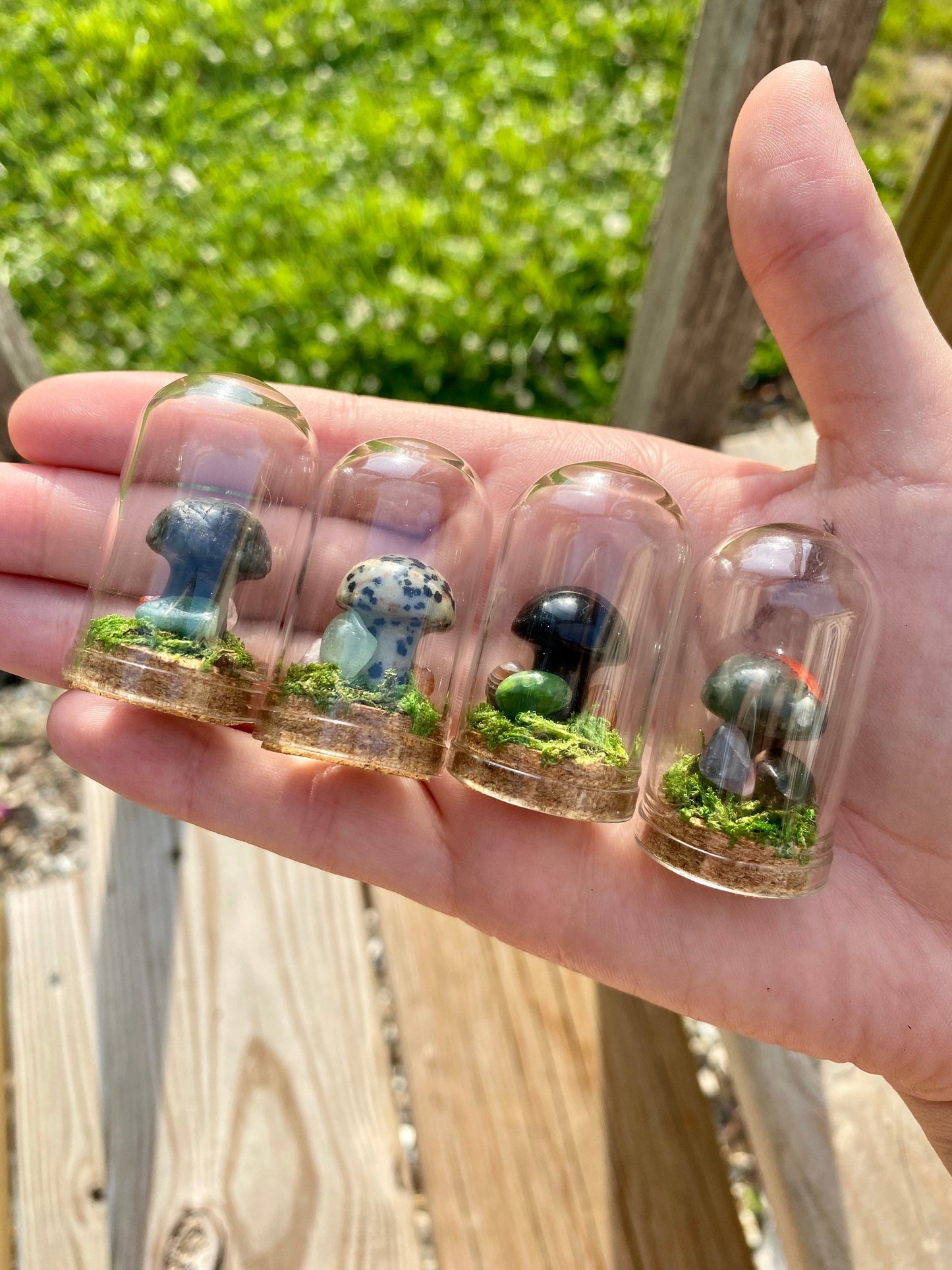 Mini Mushroom Terrariums|Choose your mushroom|Read Description - DukeCityHerbs