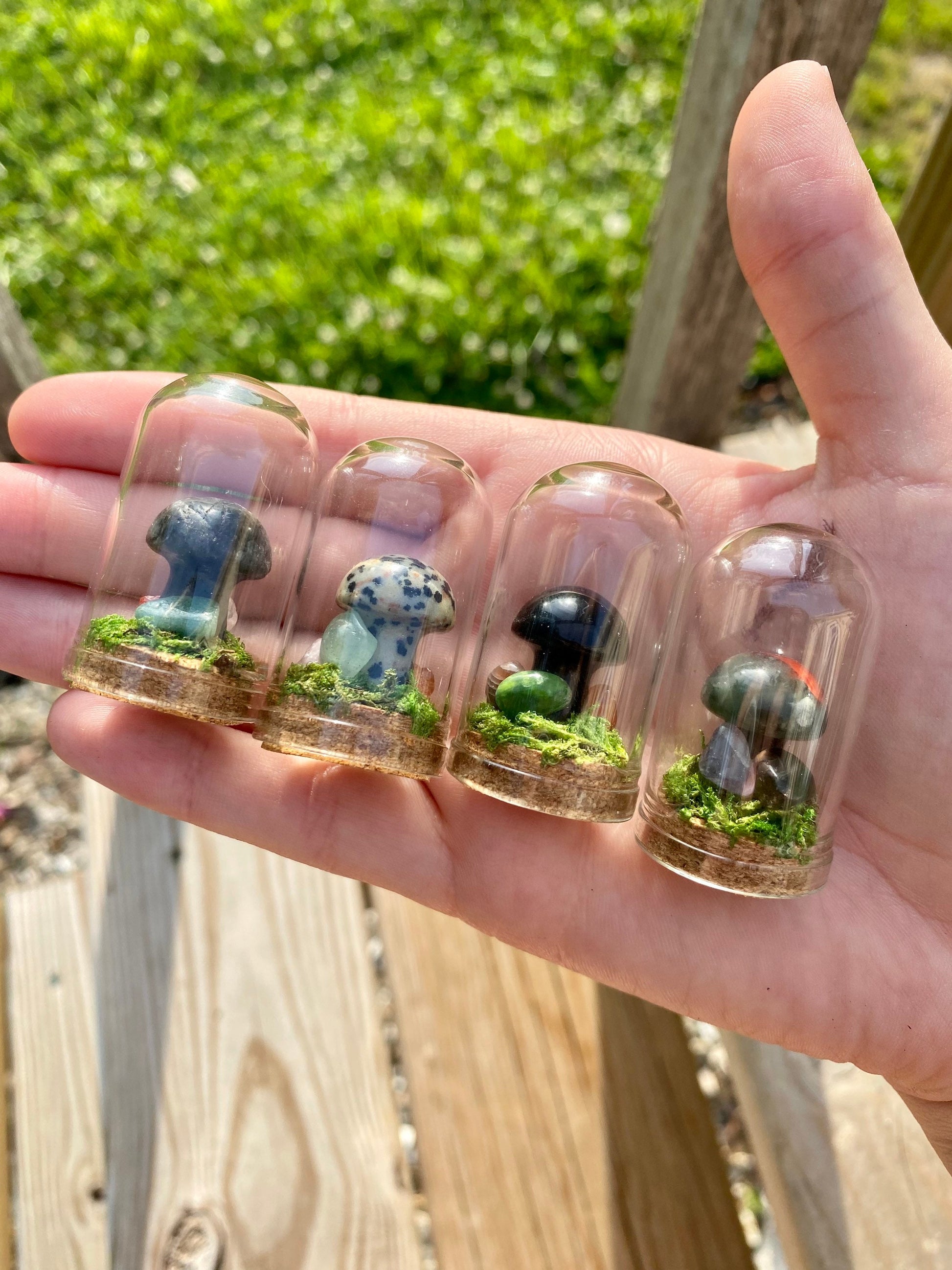 Mini Mushroom Terrariums|Choose your mushroom|Read Description - DukeCityHerbs