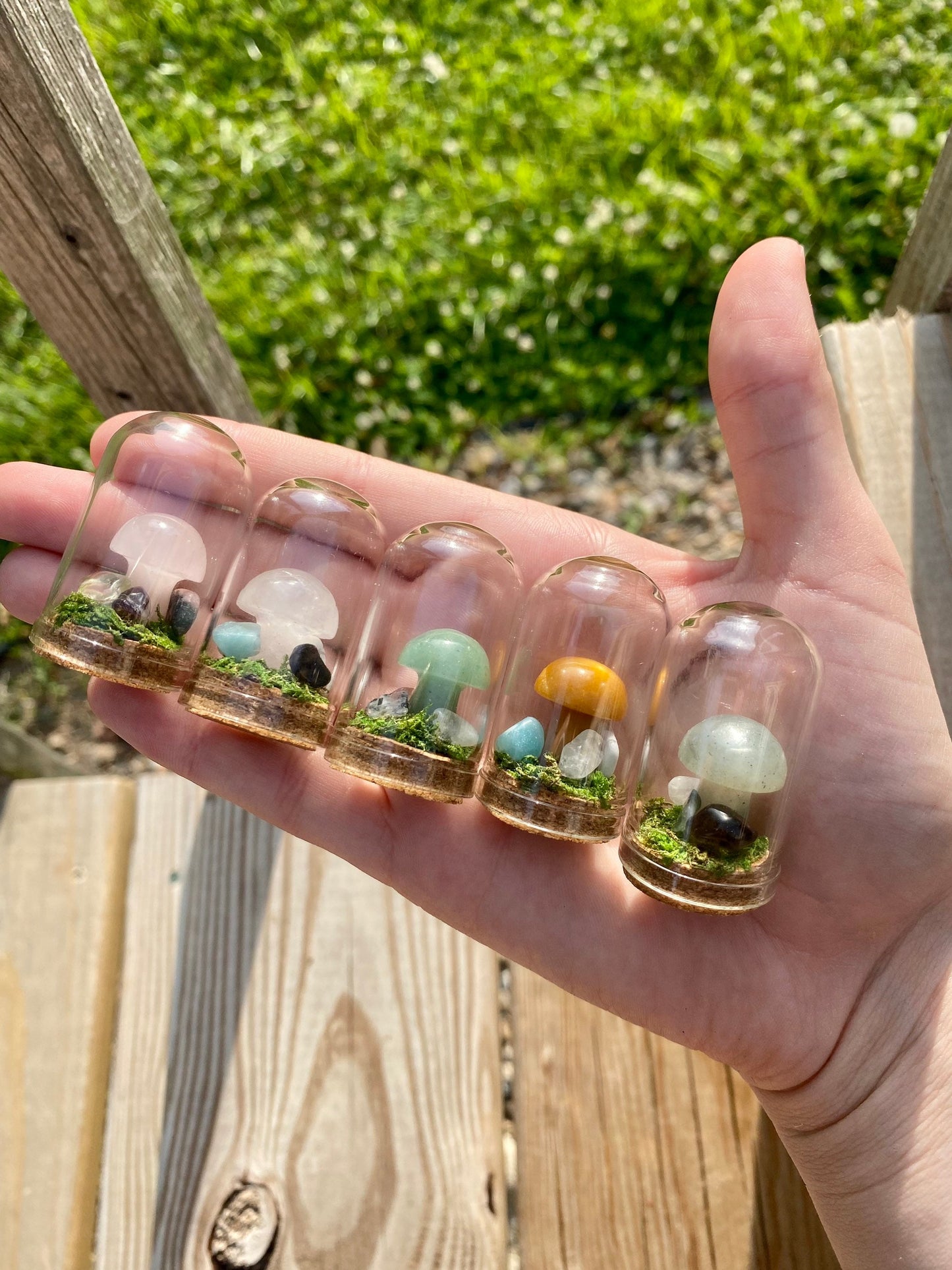 Mini Mushroom Terrariums|Choose your mushroom|Read Description - DukeCityHerbs