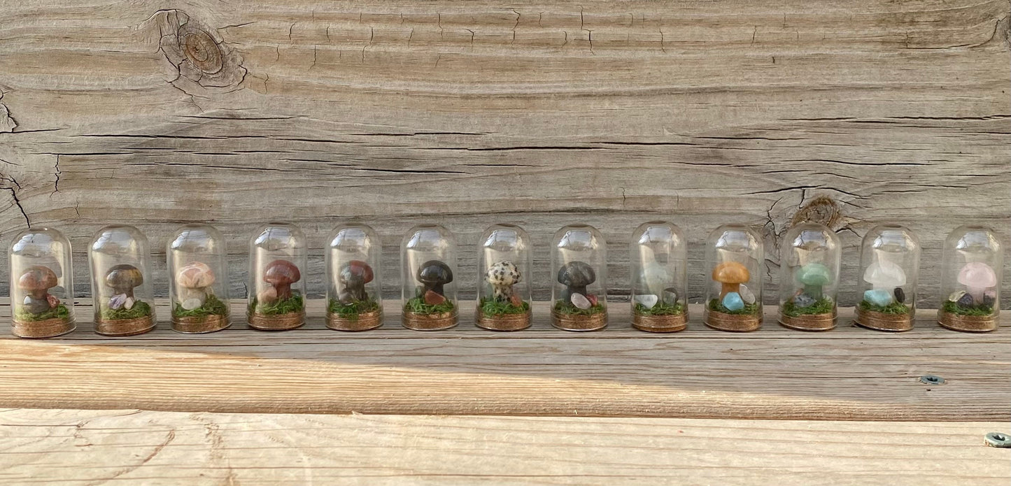 Mini Mushroom Terrariums|Choose your mushroom|Read Description - DukeCityHerbs