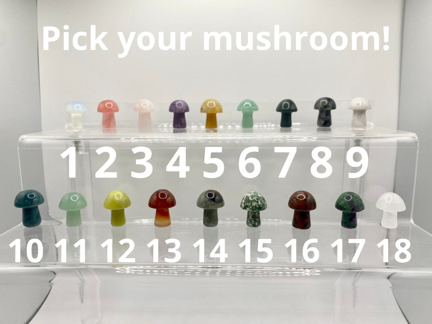 Mini Mushroom Terrariums|Choose your mushroom|Read Description - DukeCityHerbs