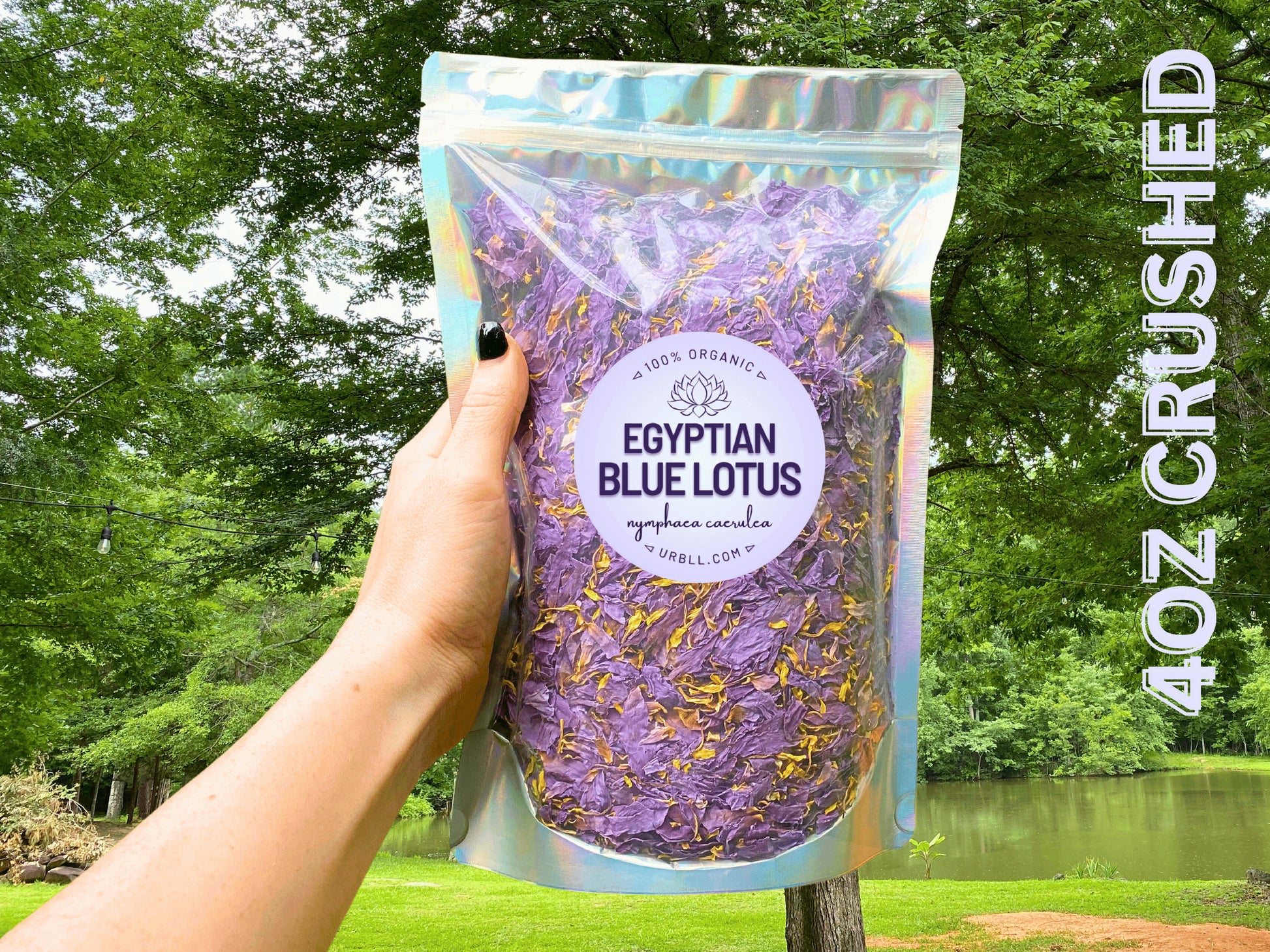 egyptian blue lotus flower seeds BULK • FREE SHIPPING • Organic Egyptian Blue Lotus Flowers • CrushedWh – DukeCityHerbs